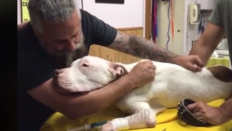 The man who kissed the dog for the last time before he died moved many people