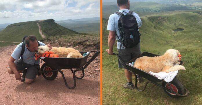 Man Wheelbarrows His Dying Dog Up His Favorite Mountain One Last Time!