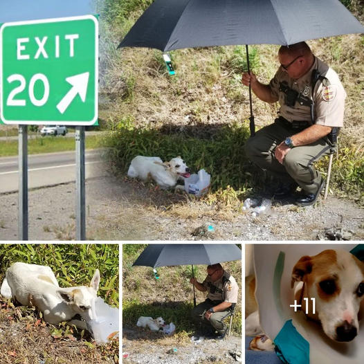 State Trooper and Motorist Spot Dog With Broken Pelvis in I-75 Ditch, Give Her Water, Shade, a New Home