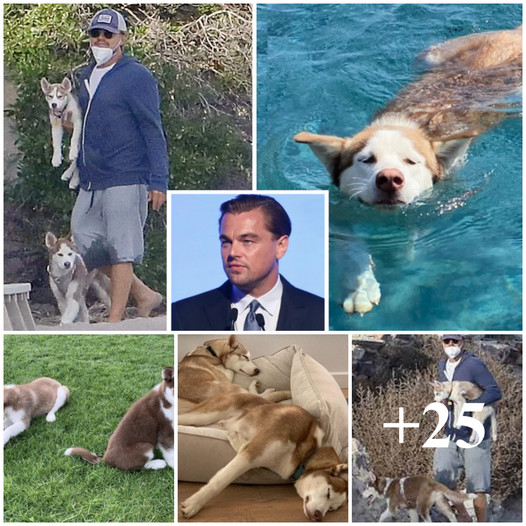 Leonardo DiCaprio Dove Into Icy Waters To Save Two Of His Rescue Dogs